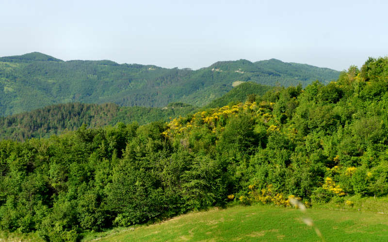 Tossignano Brisighella Dovadola, Cammino di Sant'Antonio