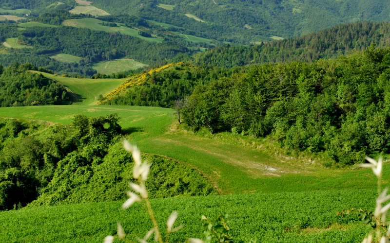 Tossignano Brisighella Dovadola, Cammino di Sant'Antonio