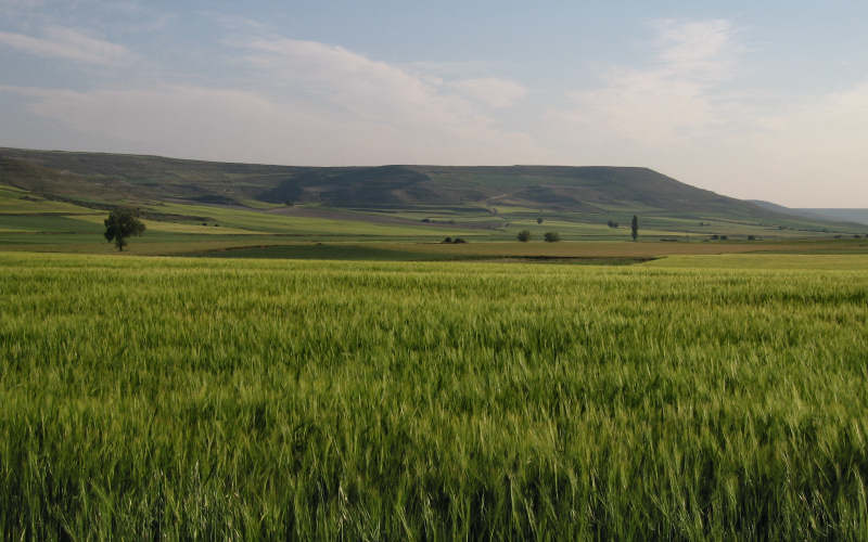 Meseta