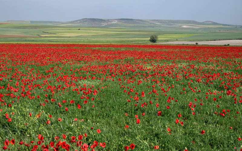 Meseta