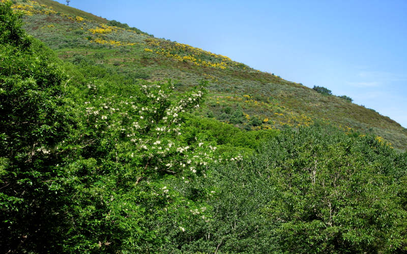 Bierzo - Cebreiro