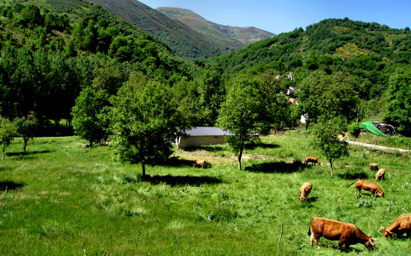 Bierzo - Cebreiro