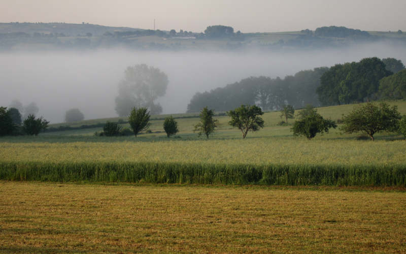 Galizia