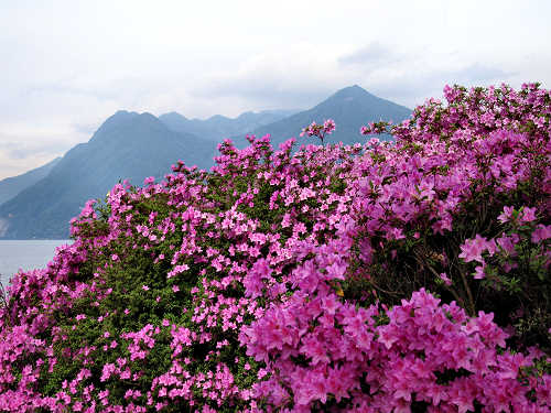 Lago Maggiore - Stresa